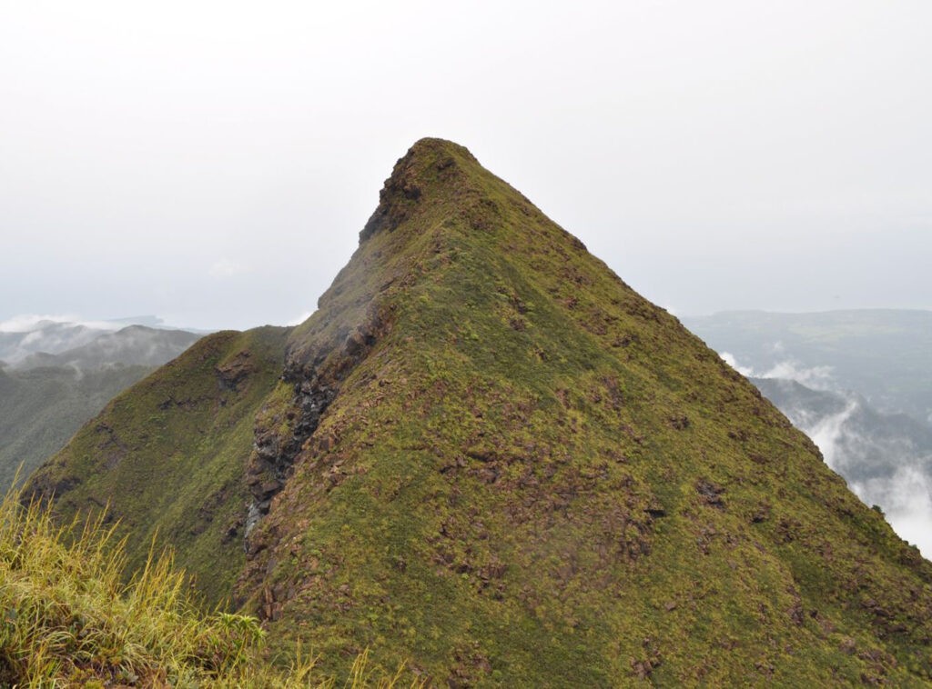 Mount Victoria Narra